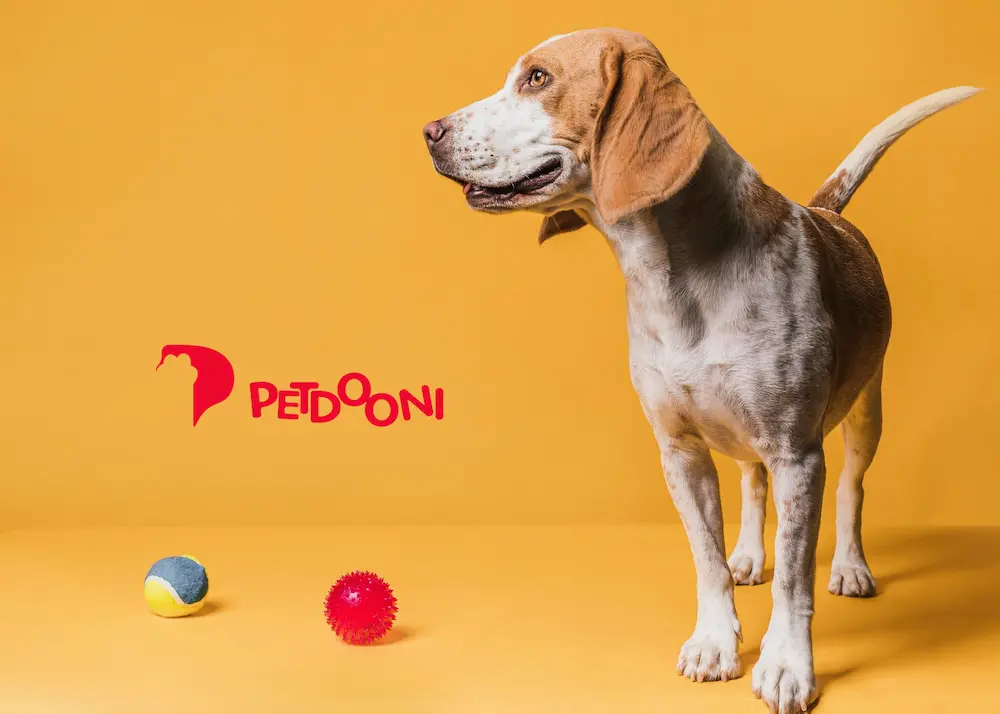 چطور گوش سگ را در خانه تمیز کنیم؟ | راهنمای کامل پاکسازی گوش سگ در پت شاپ آنلاین پت دونی 1404